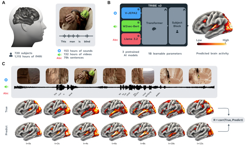 Figura 1. Schema generale di TRIBE v2: acquisizione di segnali fMRI, estrazione di feature da video, audio e testo, quindi previsione delle risposte cerebrali. Fonte: paper TRIBE v2.